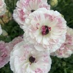 Ranunculus Brushmark Cesar®