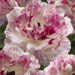 Ranunculus Brushmark Cesar®