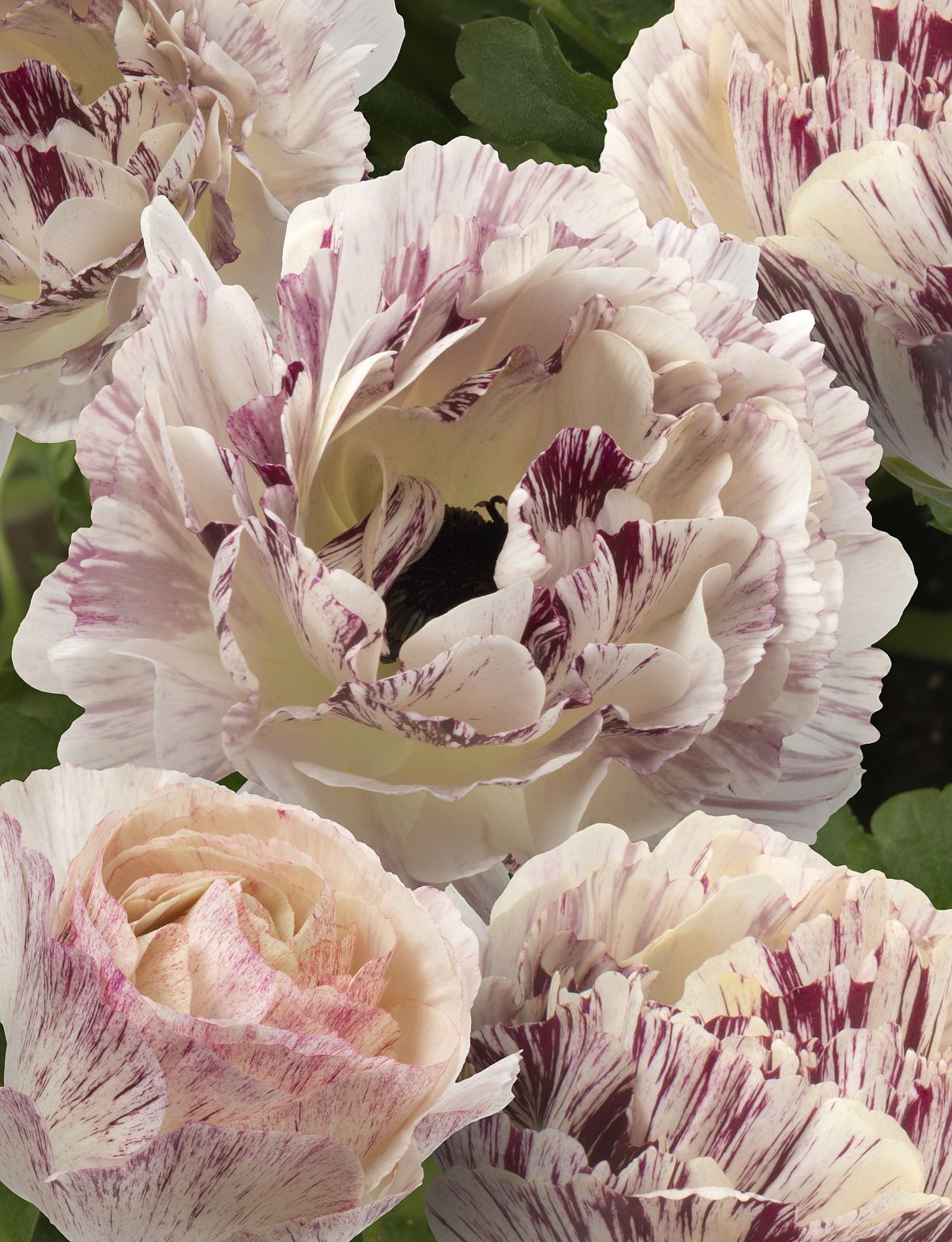 Ranunculus Brushmark Galthie®