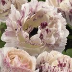 Ranunculus Brushmark Galthie®