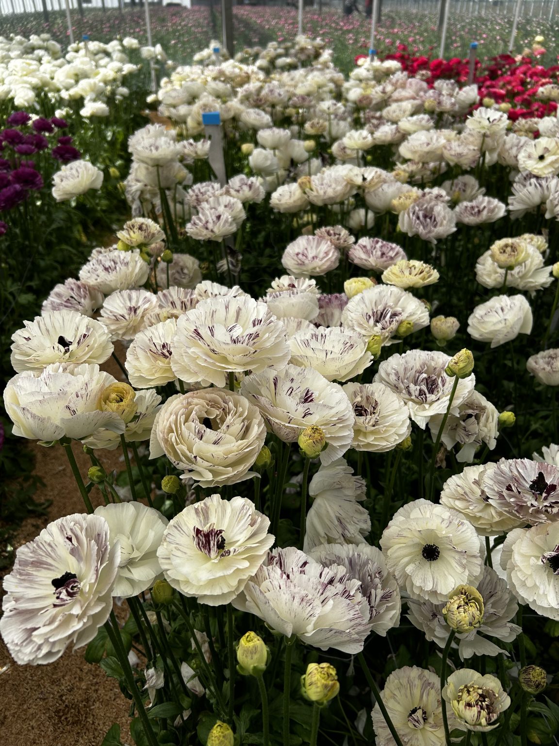 Ranunculus Brushmark Galthie®