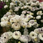 Ranunculus Brushmark Galthie®
