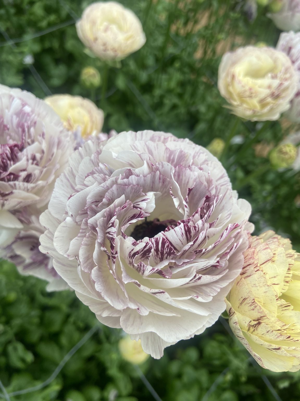 Ranunculus Brushmark Galthie®