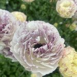 Ranunculus Brushmark Galthie®