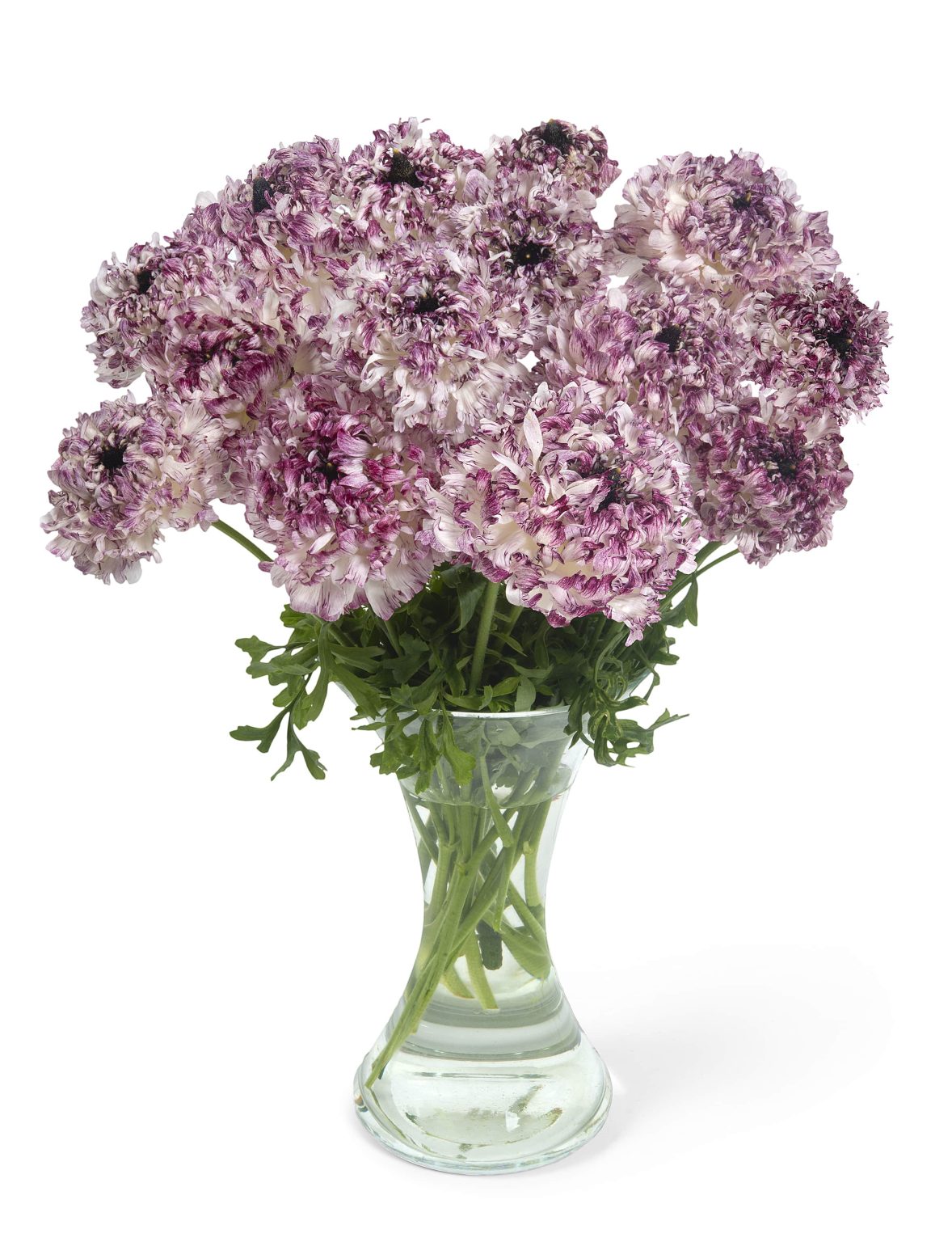 Ranunculus Brushmark Seti®