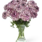 Ranunculus Brushmark Seti®