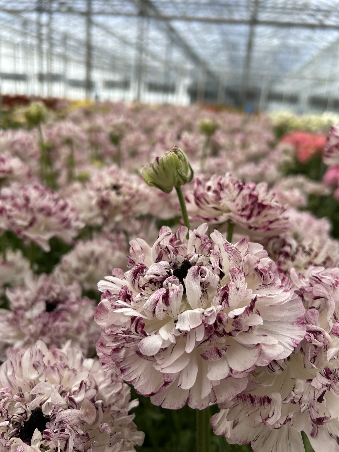 Ranunculus Brushmark Seti®