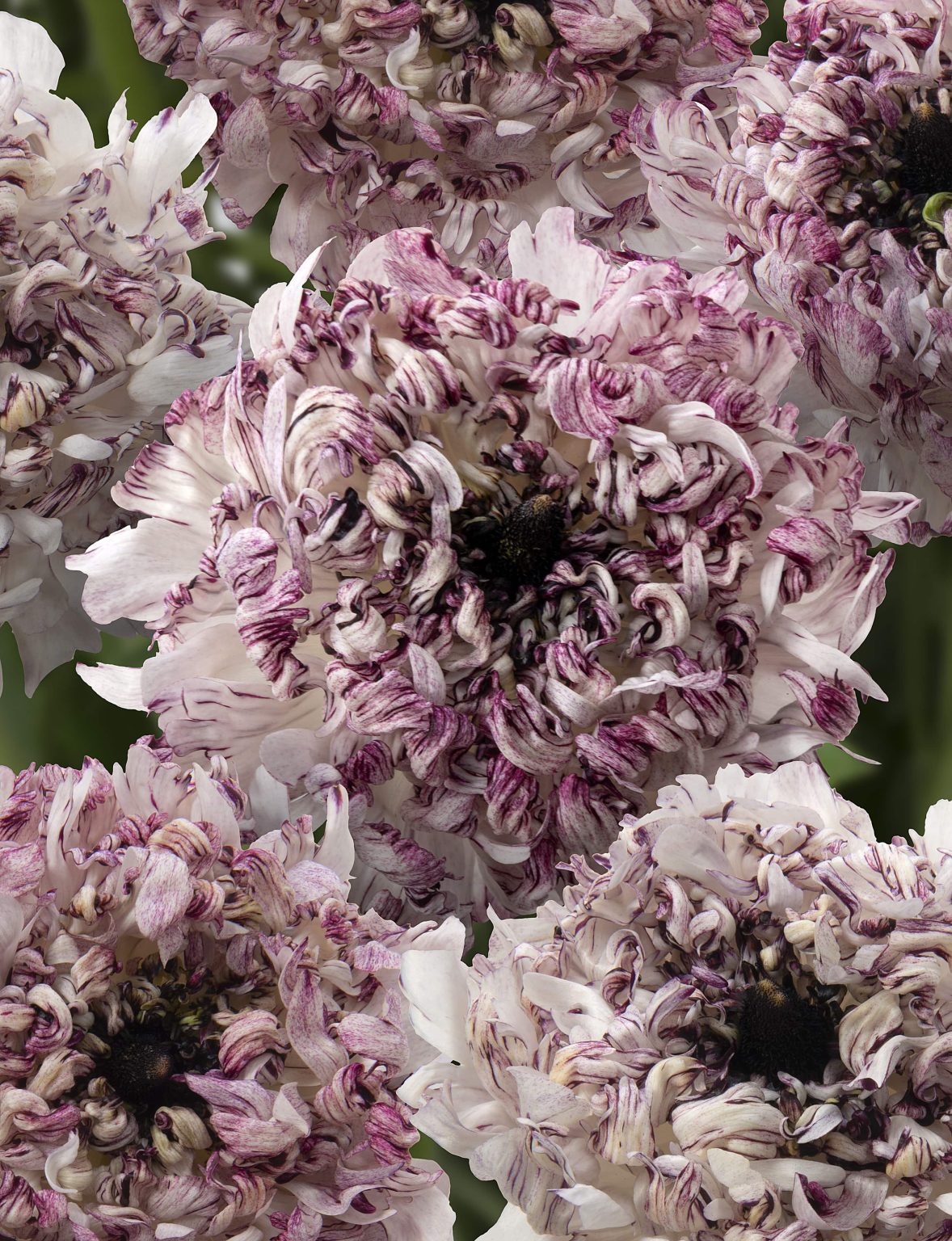 Ranunculus Brushmark Seti®