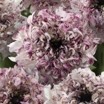 Ranunculus Brushmark Seti®