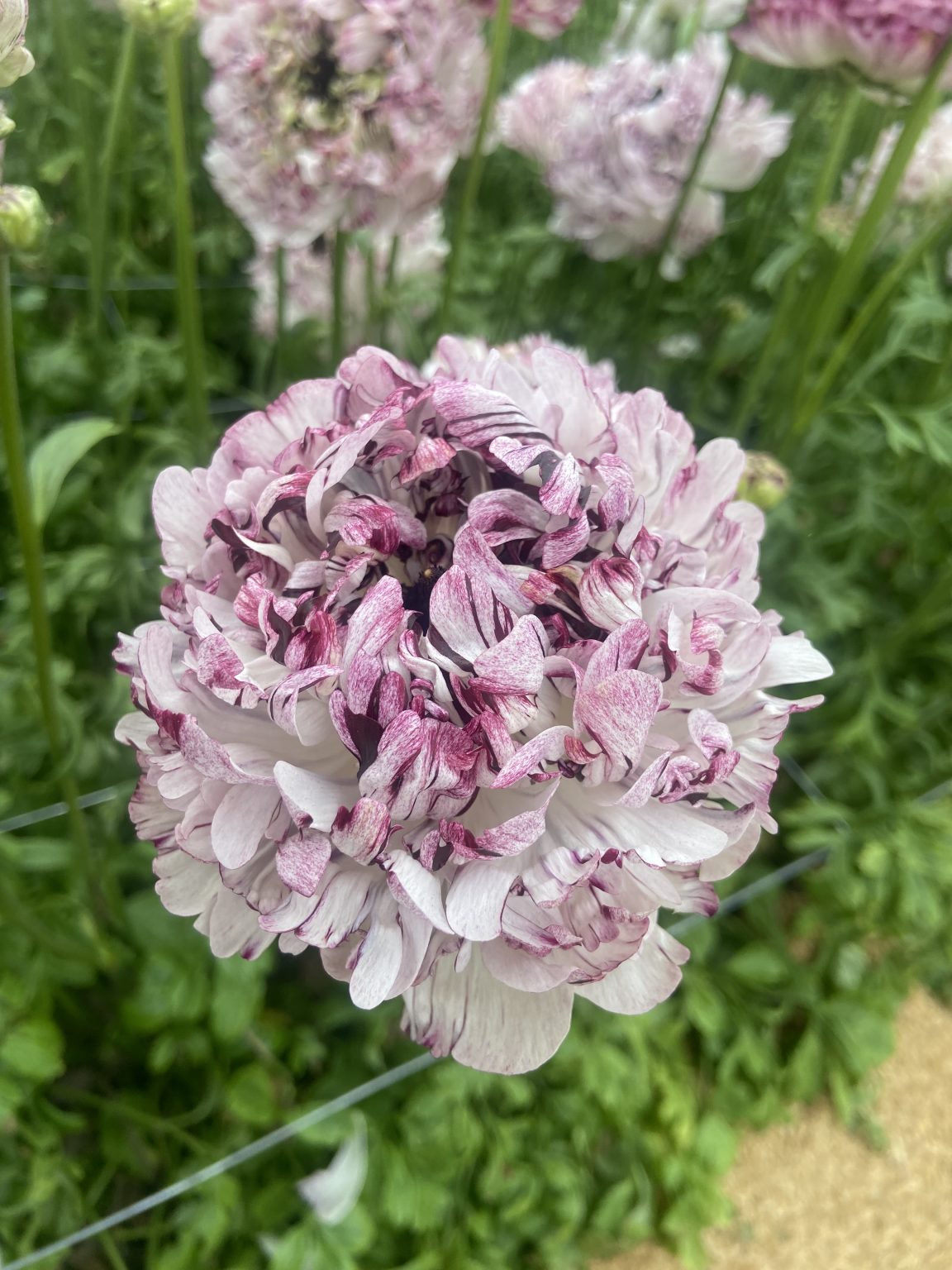 Ranunculus Brushmark Seti®