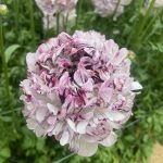 Ranunculus Brushmark Seti®