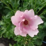 Ranunculus Butterfly™ Aura®