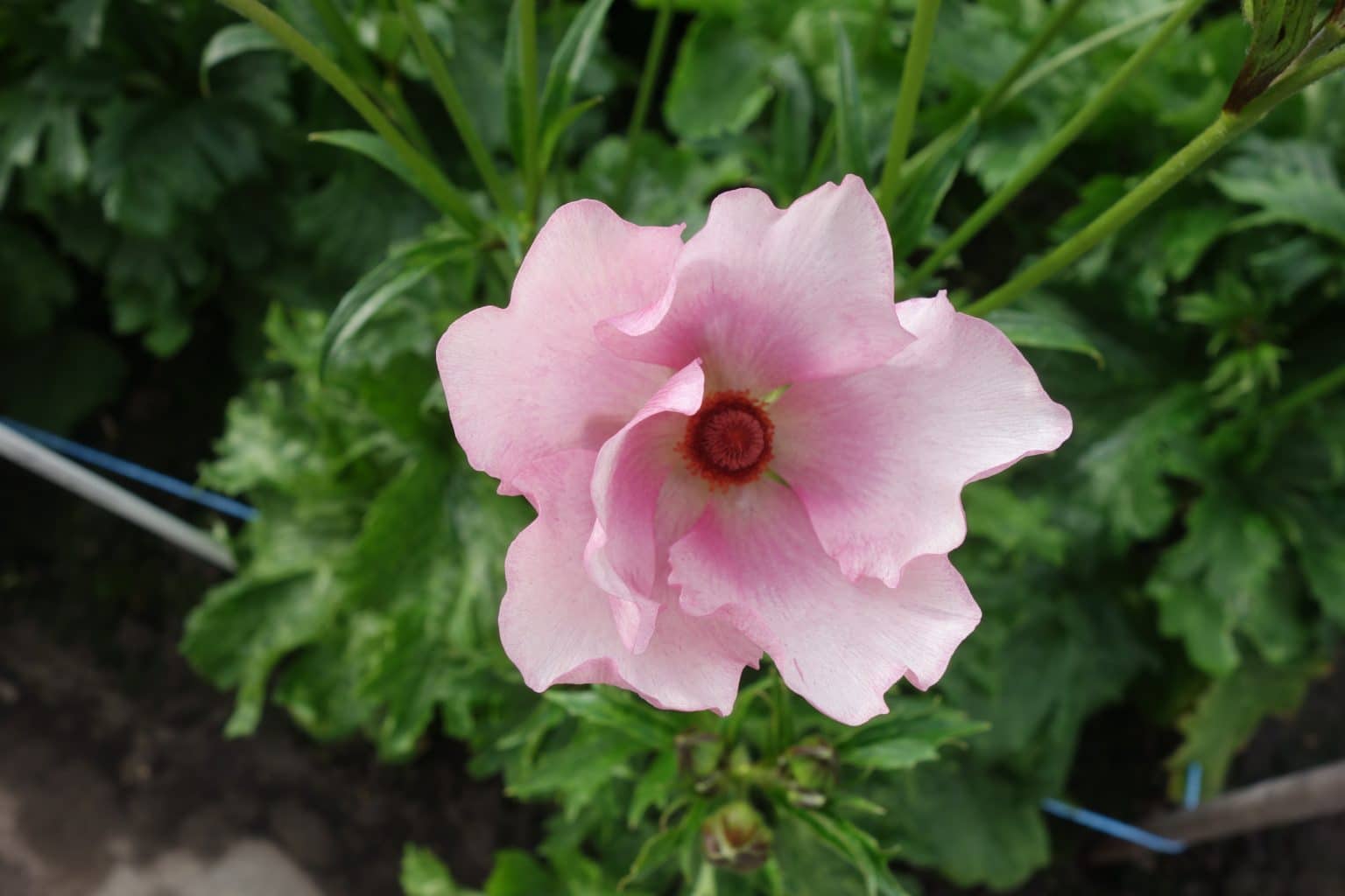 Ranunculus Butterfly™ Aura®