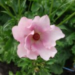 Pink Flower Ranunculus Butterfly™ Aura®