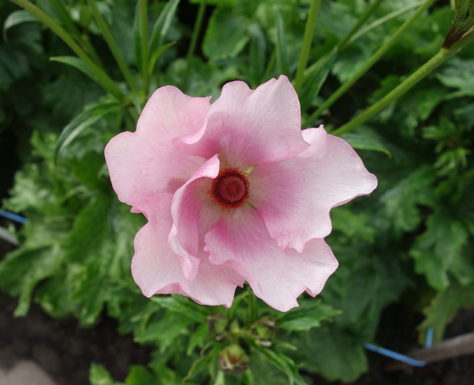 Pink Flower Ranunculus Butterfly™ Aura®