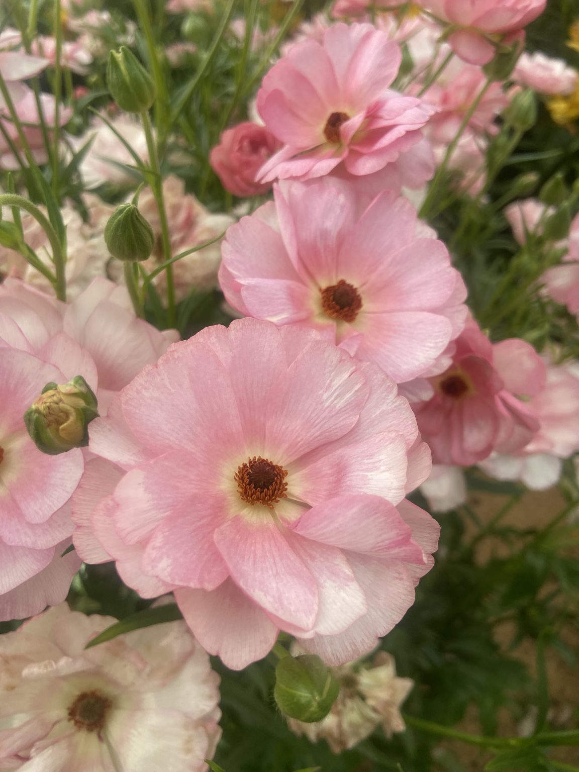 Ranunculus Butterfly™ Venus®