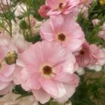 Ranunculus Butterfly™ Venus®