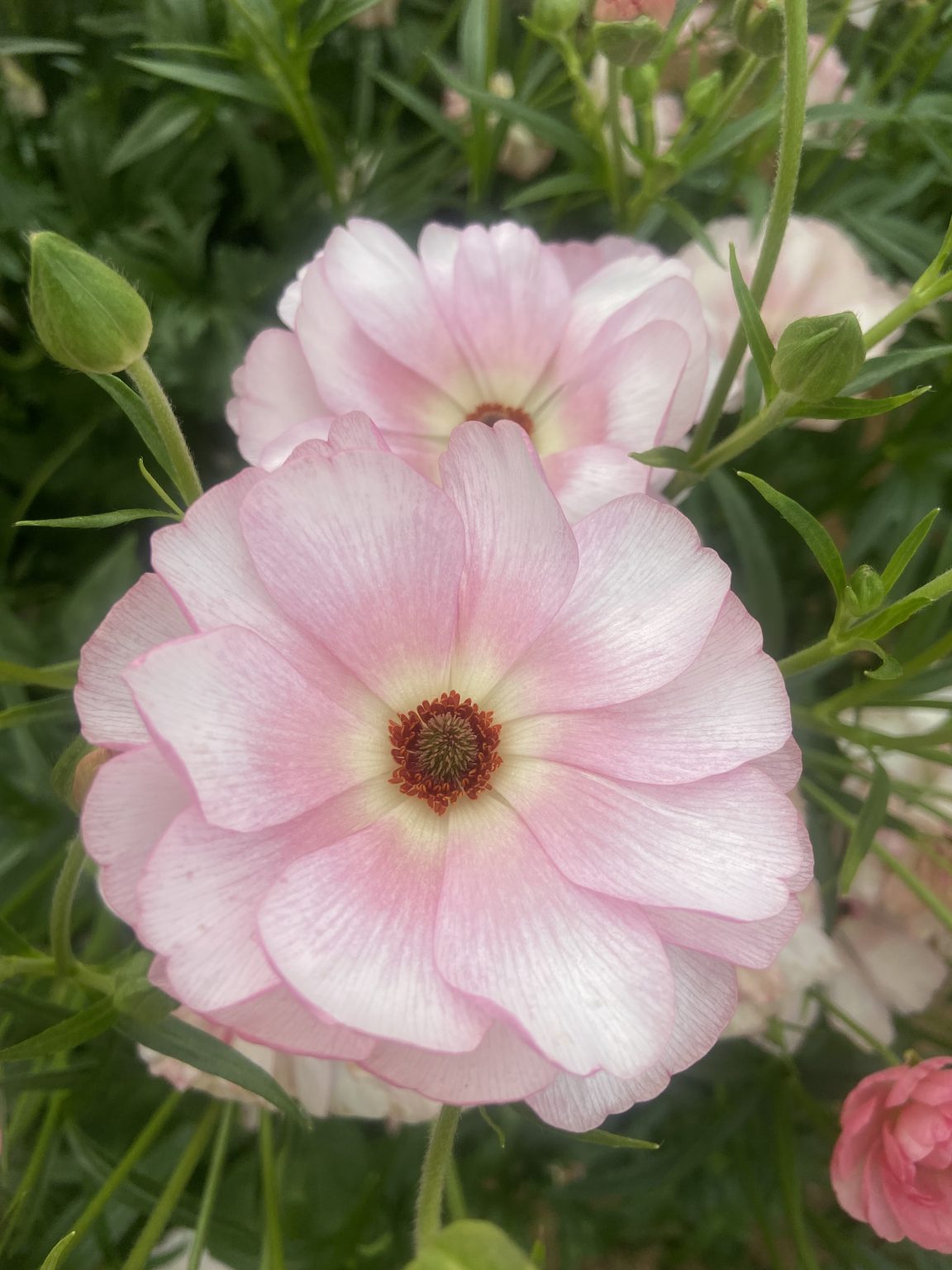 Ranunculus Butterfly™ Venus®