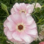 Ranunculus Butterfly™ Venus®