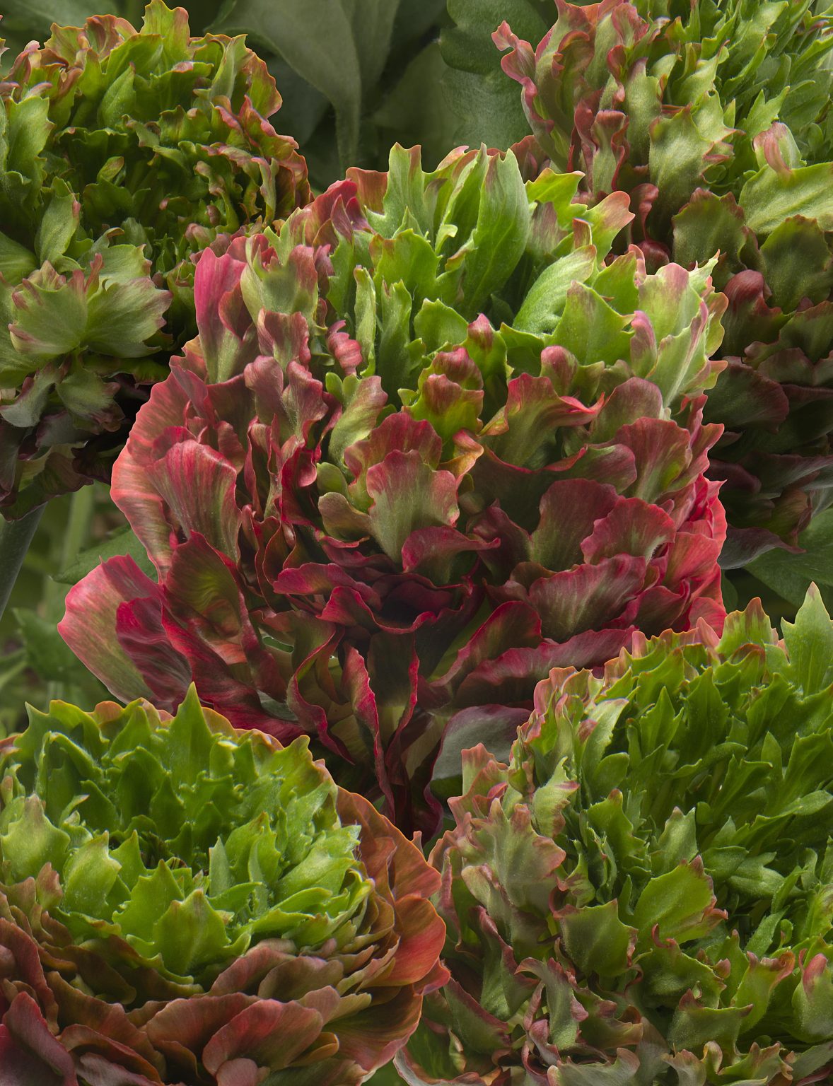 Romance™ Crown Bastille®