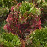 Romance™ Crown Bastille®