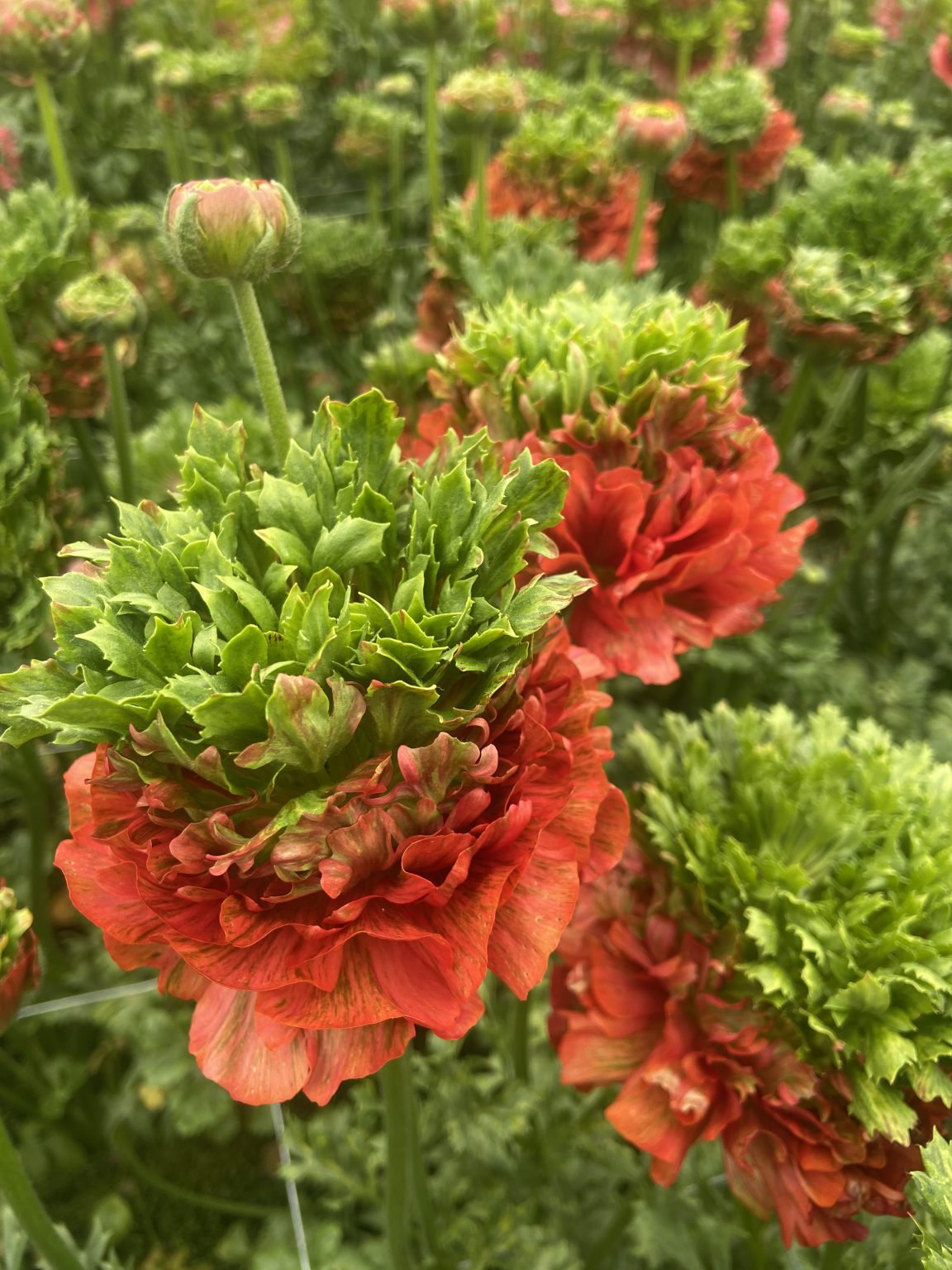 Romance™ Crown Bastille®