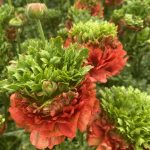 Romance™ Crown Bastille®