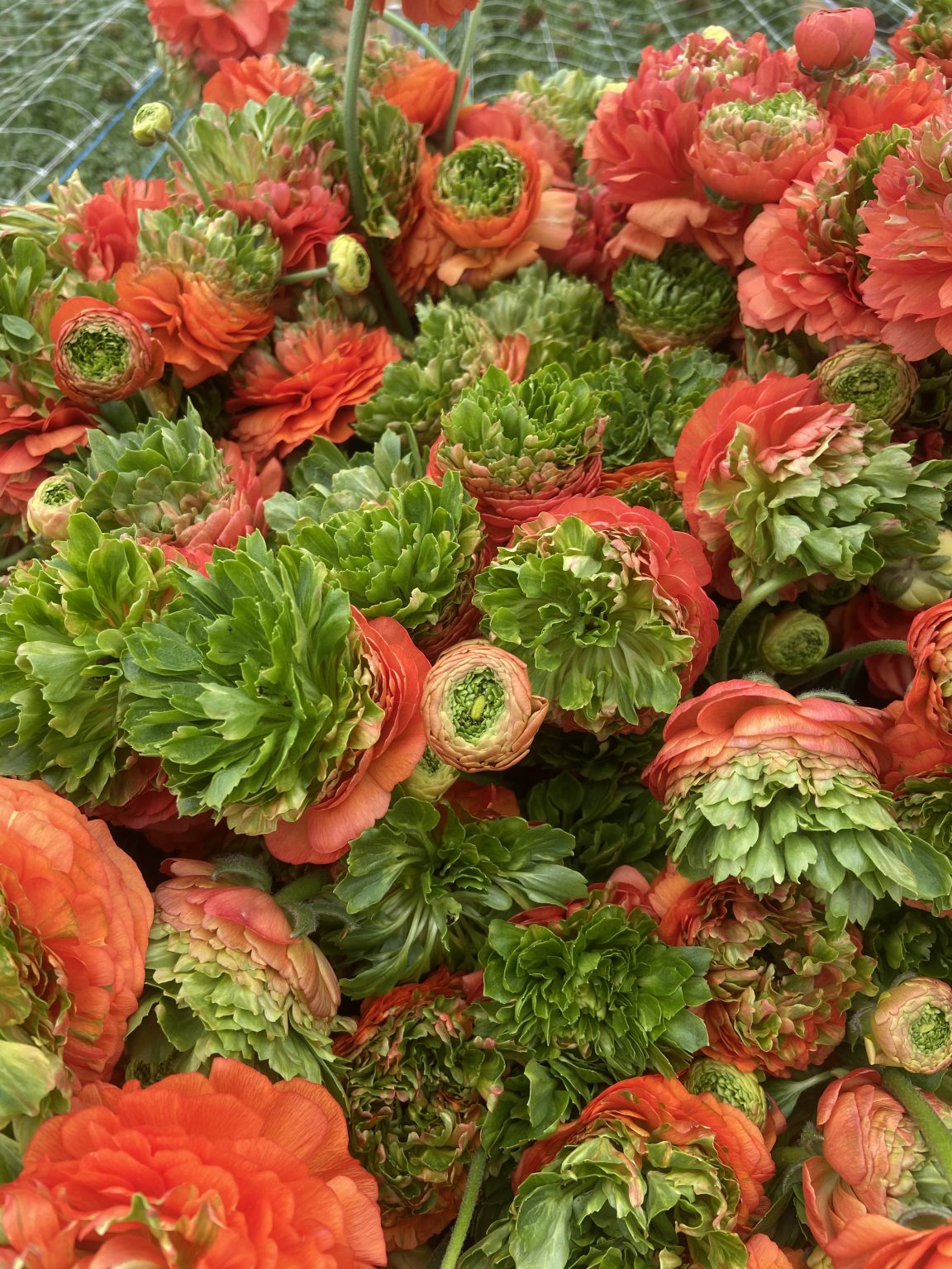 Romance™ Crown Bastille®