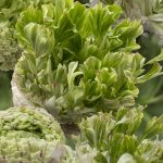Ranunculus Romance™ Crown Giverny®