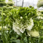 Ranunculus Romance™ Crown Giverny®