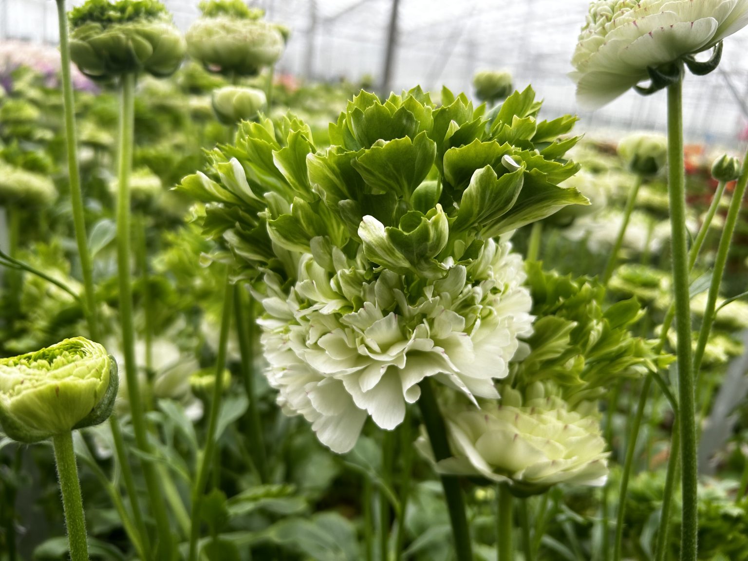 Ranunculus Romance™ Crown Giverny®
