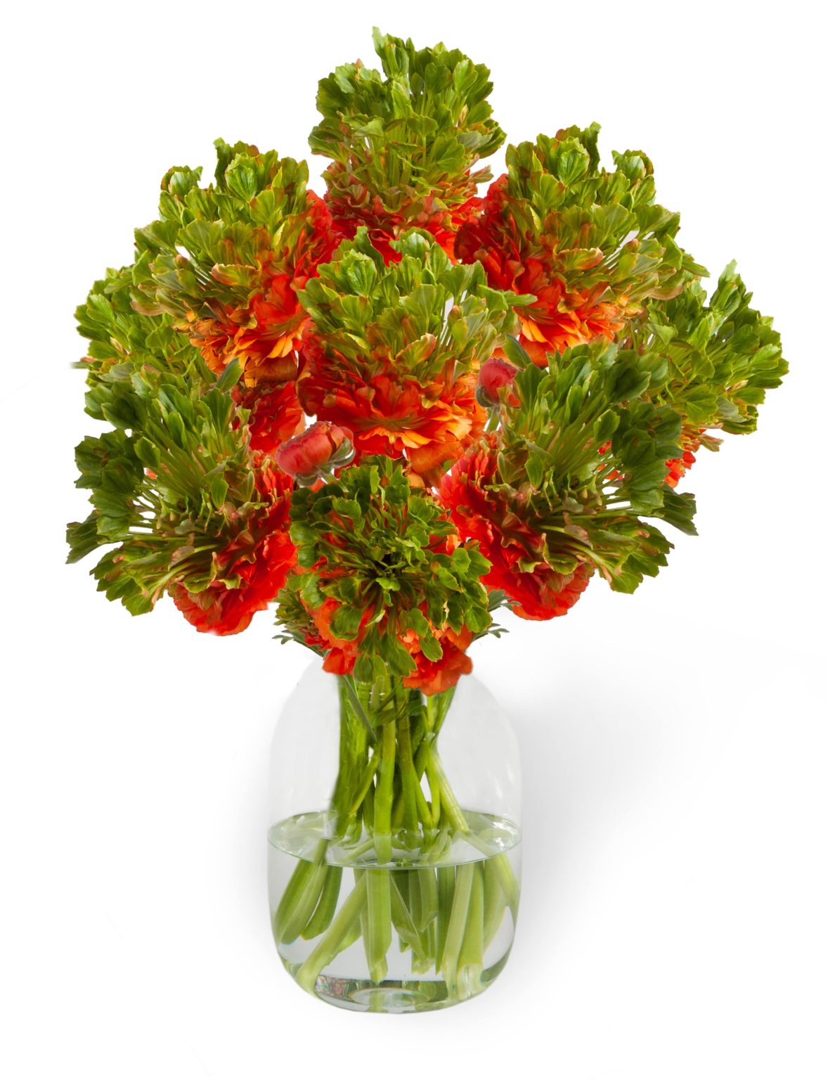 Ranunculus Romance™ Crown Nervion®