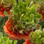 Ranunculus Romance™ Crown Nervion®