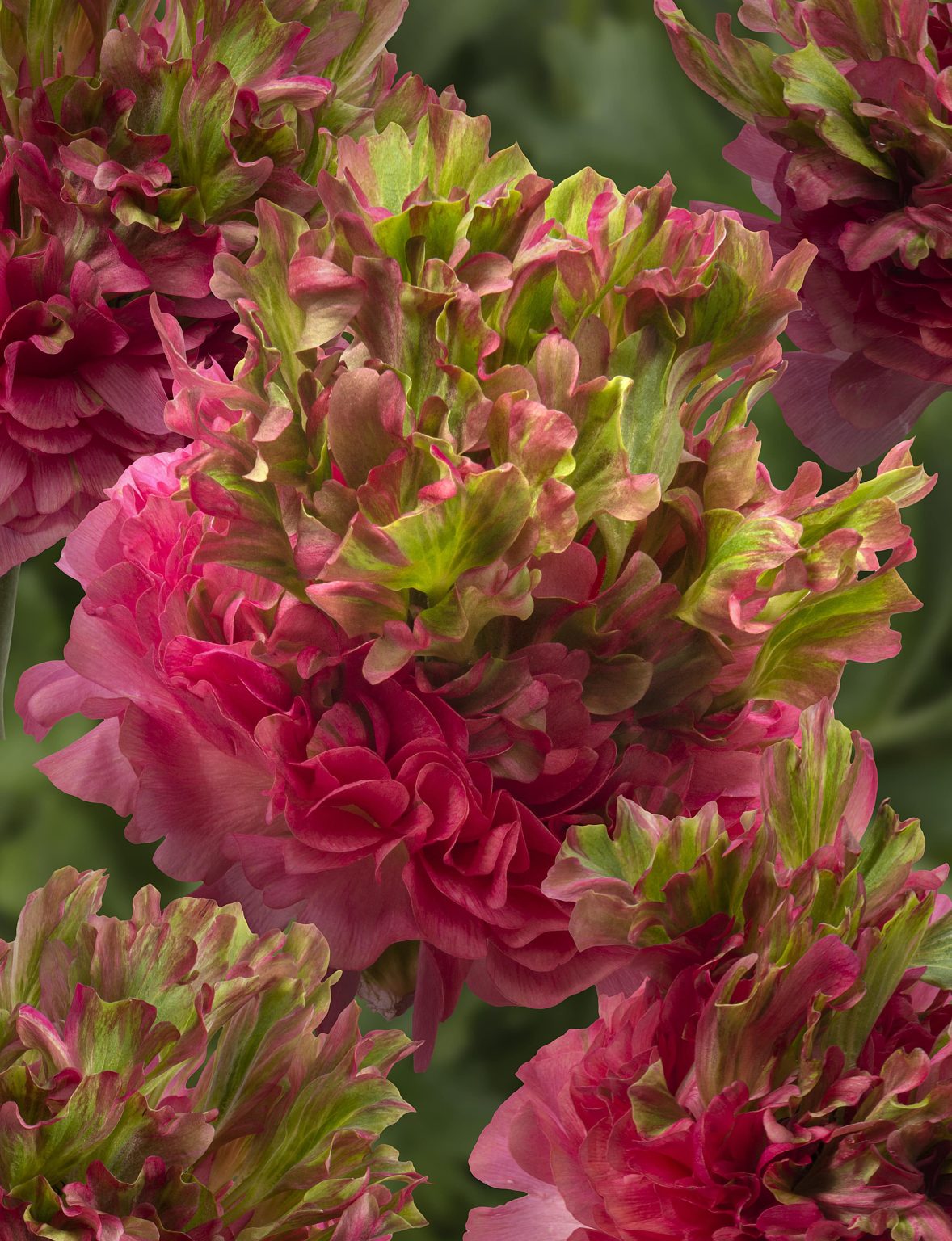 Ranunculus Romance™ Crown Sisteron®