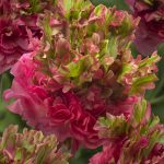 Ranunculus Romance™ Crown Sisteron®