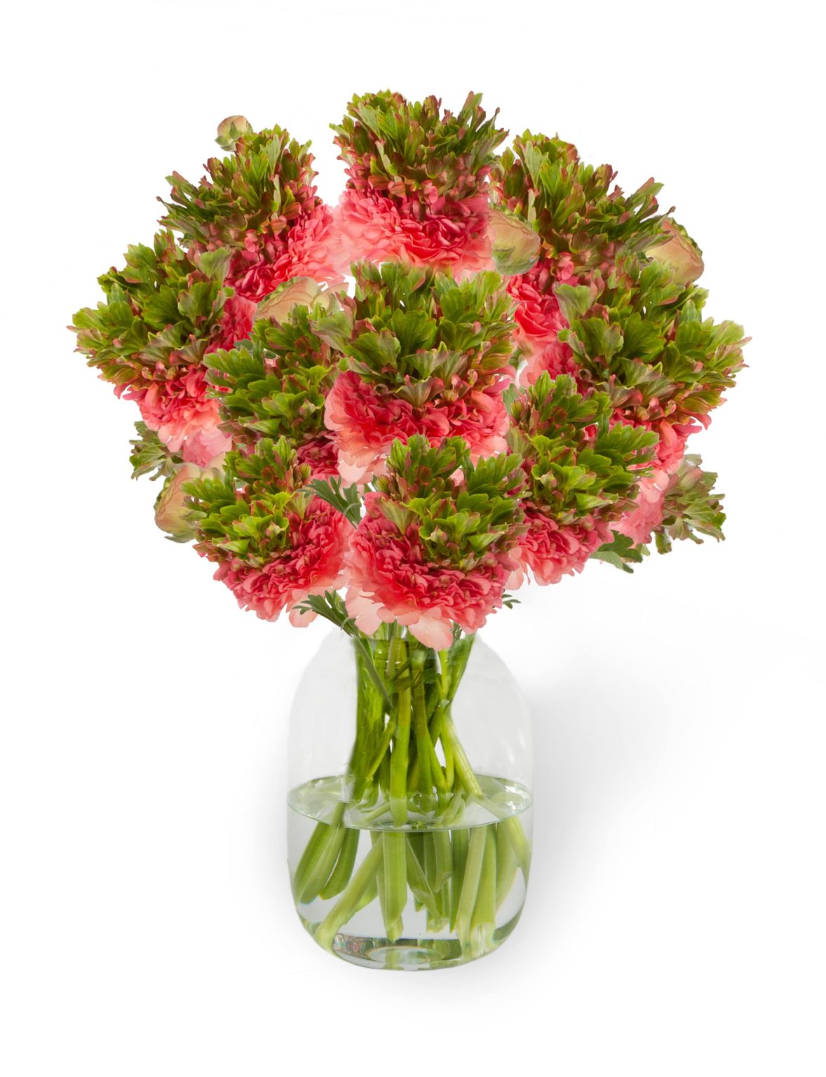 Ranunculus Romance™ Crown Sisteron®