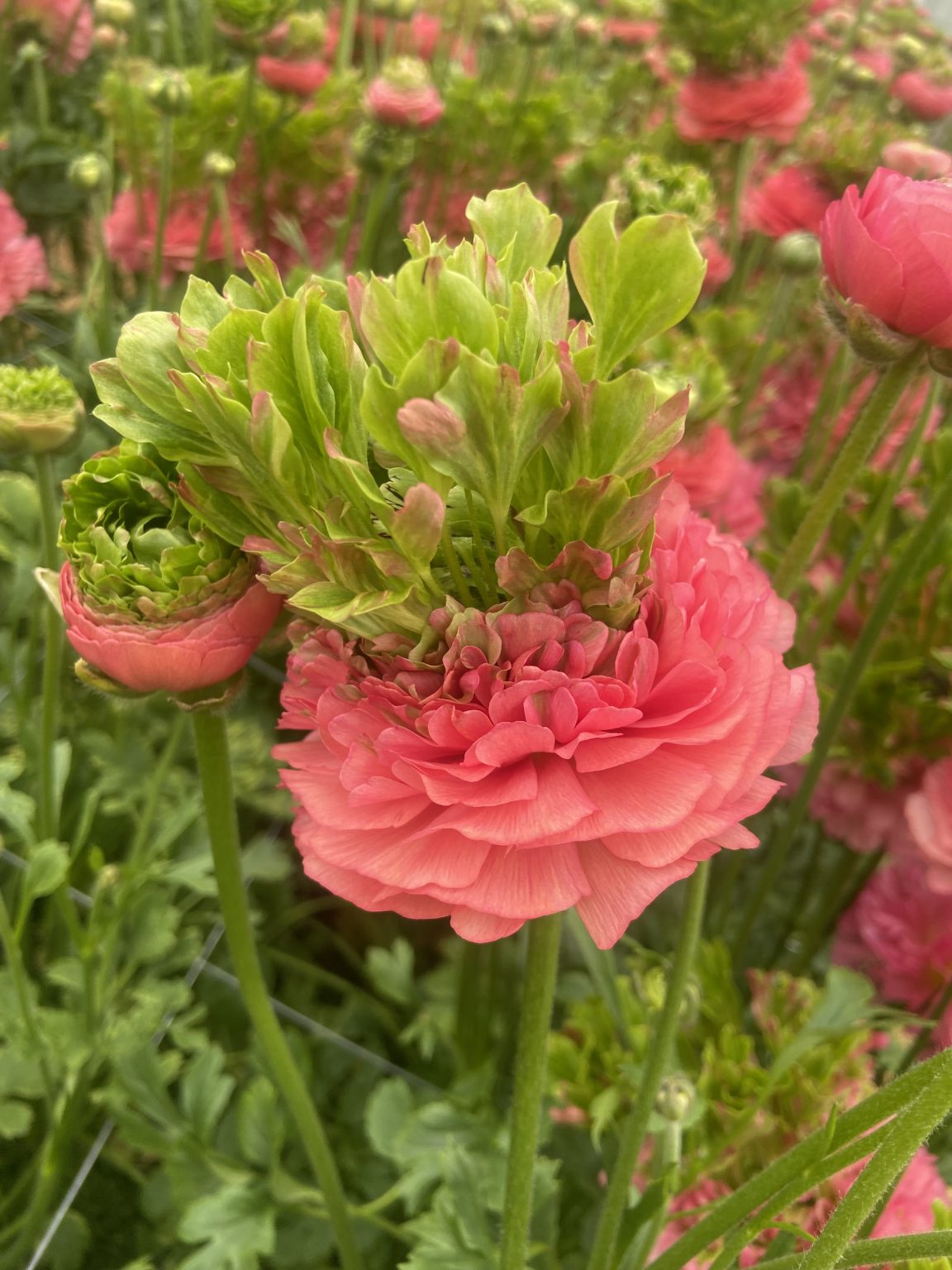 Ranunculus Romance™ Crown Sisteron®