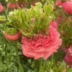 Ranunculus Romance™ Crown Sisteron®