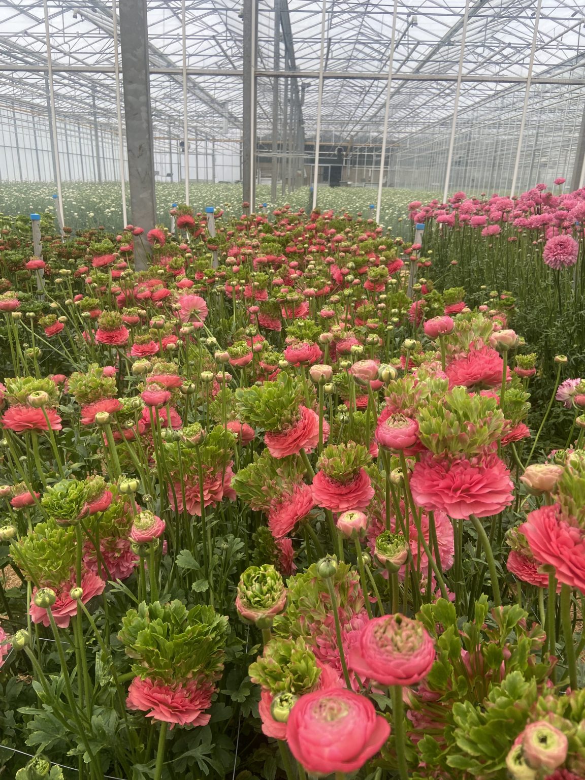 Ranunculus Romance™ Crown Sisteron®