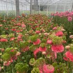 Ranunculus Romance™ Crown Sisteron®