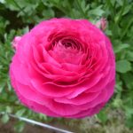 Ranunculus Romance™ Etretat® pink flower