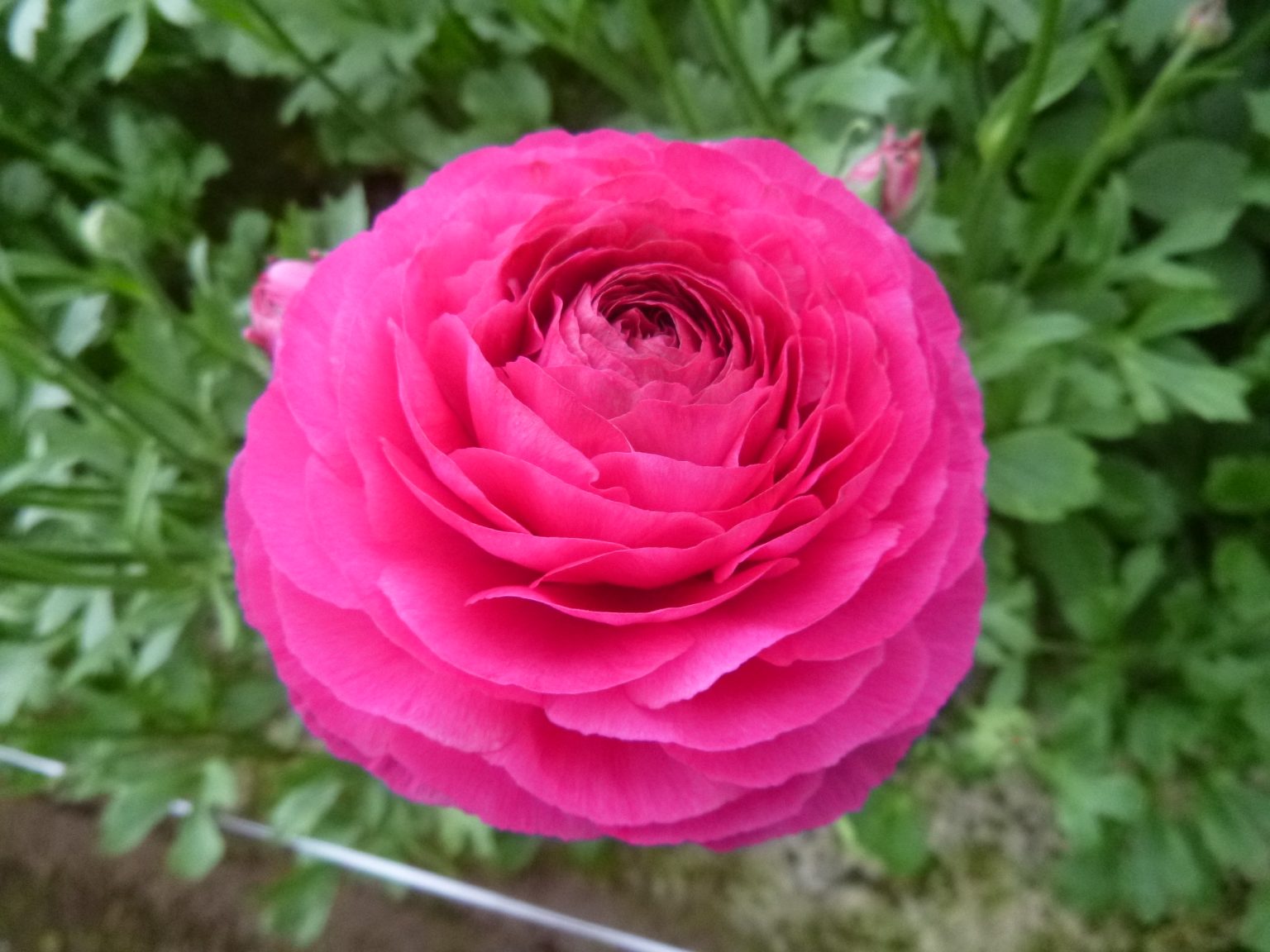 Ranunculus Romance™ Etretat® pink flower