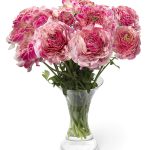 Ranunculus Koyfish Marquerittes®