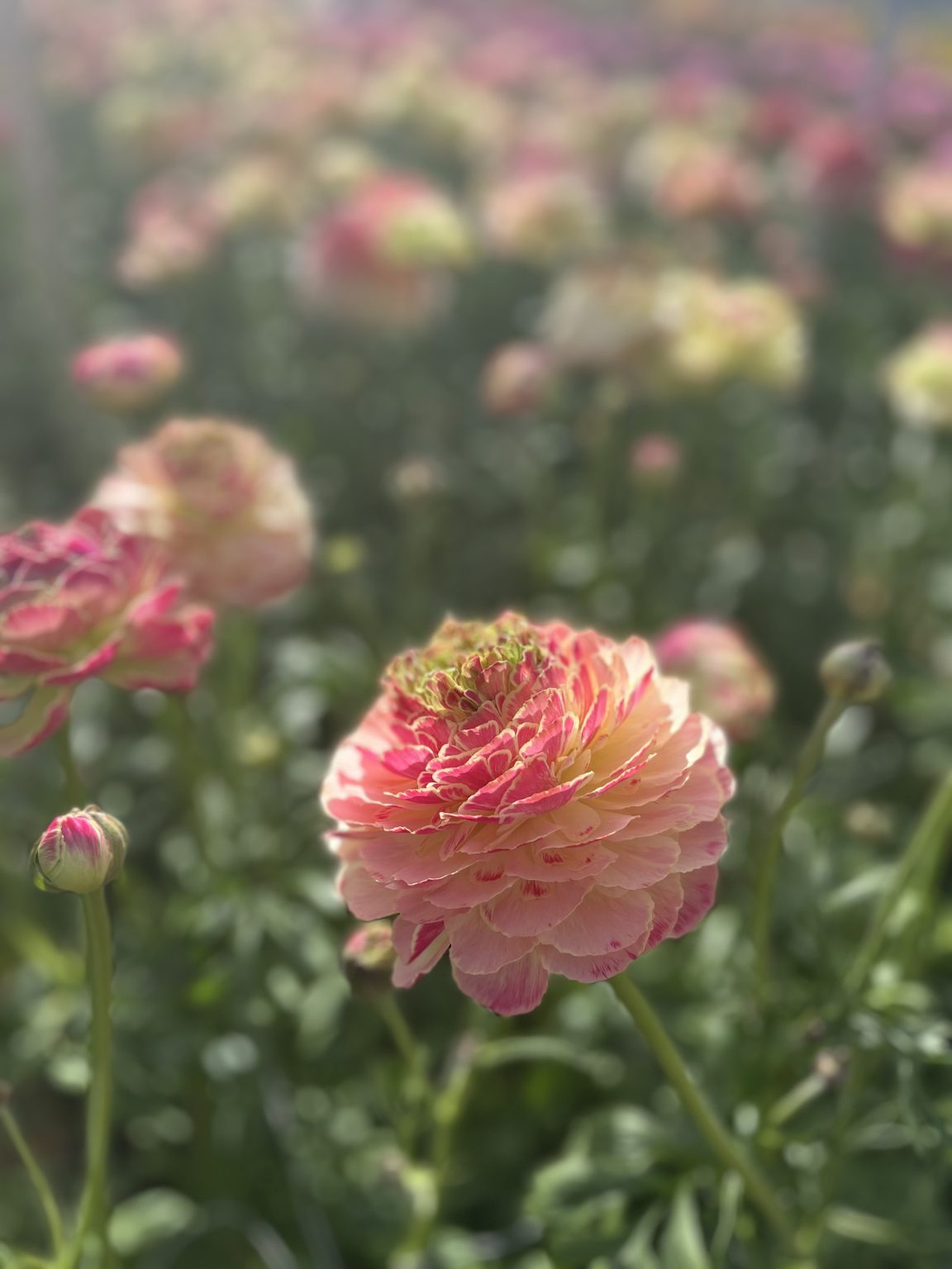 Ranunculus Koyfish Marquerittes®