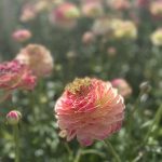 Ranunculus Koyfish Marquerittes®
