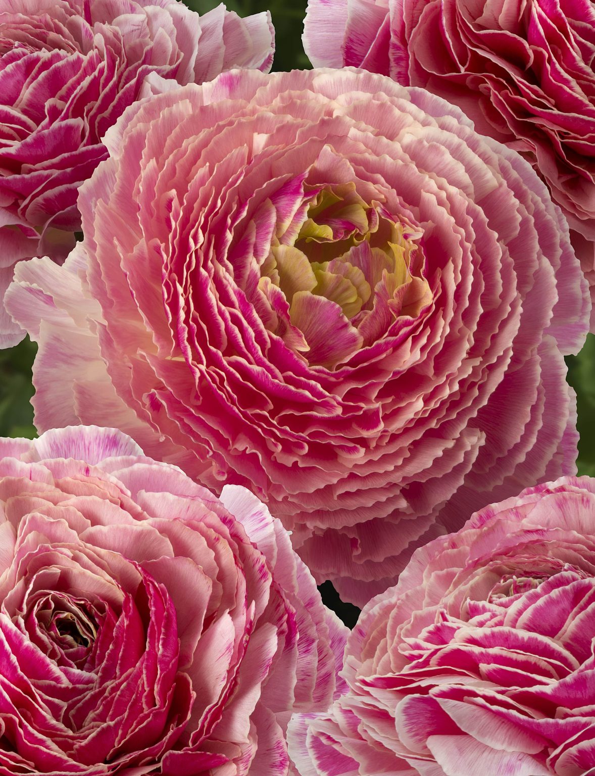 Ranunculus Koyfish Marquerittes®