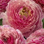 Ranunculus Koyfish Marquerittes®