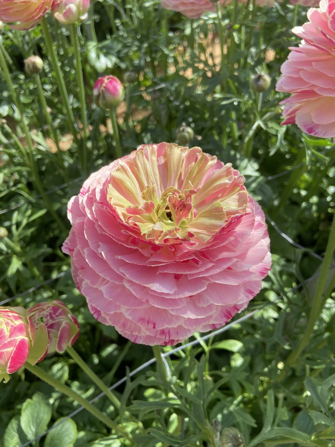 Ranunculus Koyfish Marquerittes®