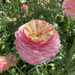 Ranunculus Koyfish Marquerittes®