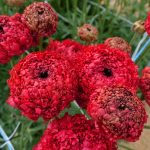 Ranunculus Poodle Chaouen II®